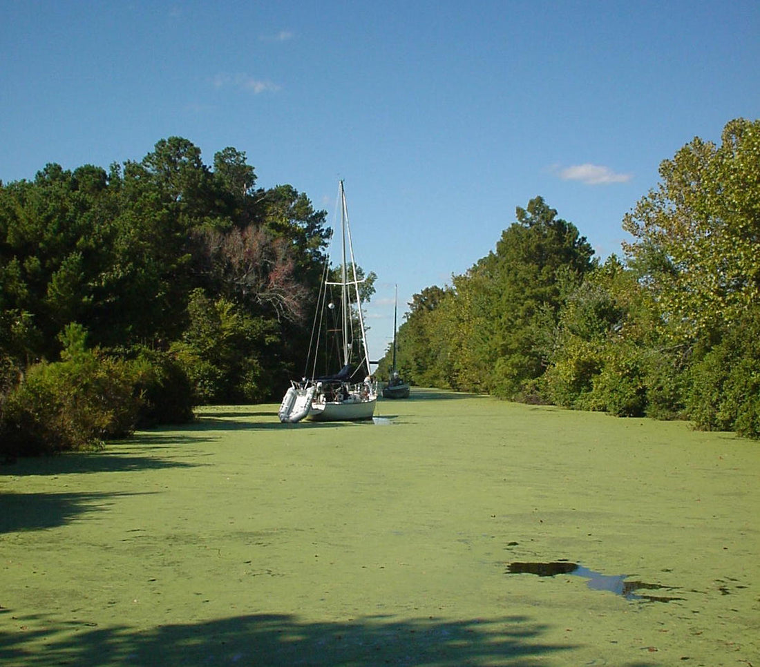 Snagged in the Great Dismal Swamp